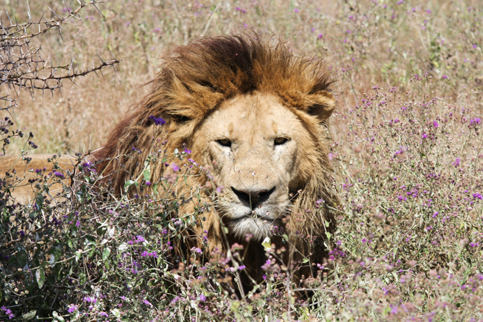 Safari cratère N'Gorongoro - Tanzanie