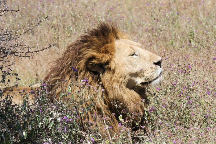 Safari cratère N'Gorongoro - Tanzanie