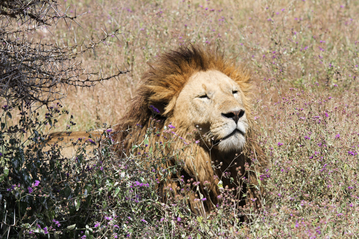 Safari cratère N'Gorongoro - Tanzanie