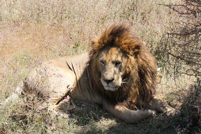 Safari cratère N'Gorongoro - Tanzanie