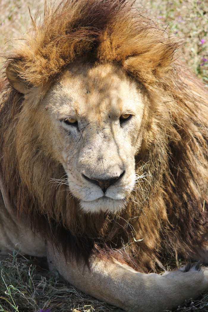 Safari cratère N'Gorongoro - Tanzanie