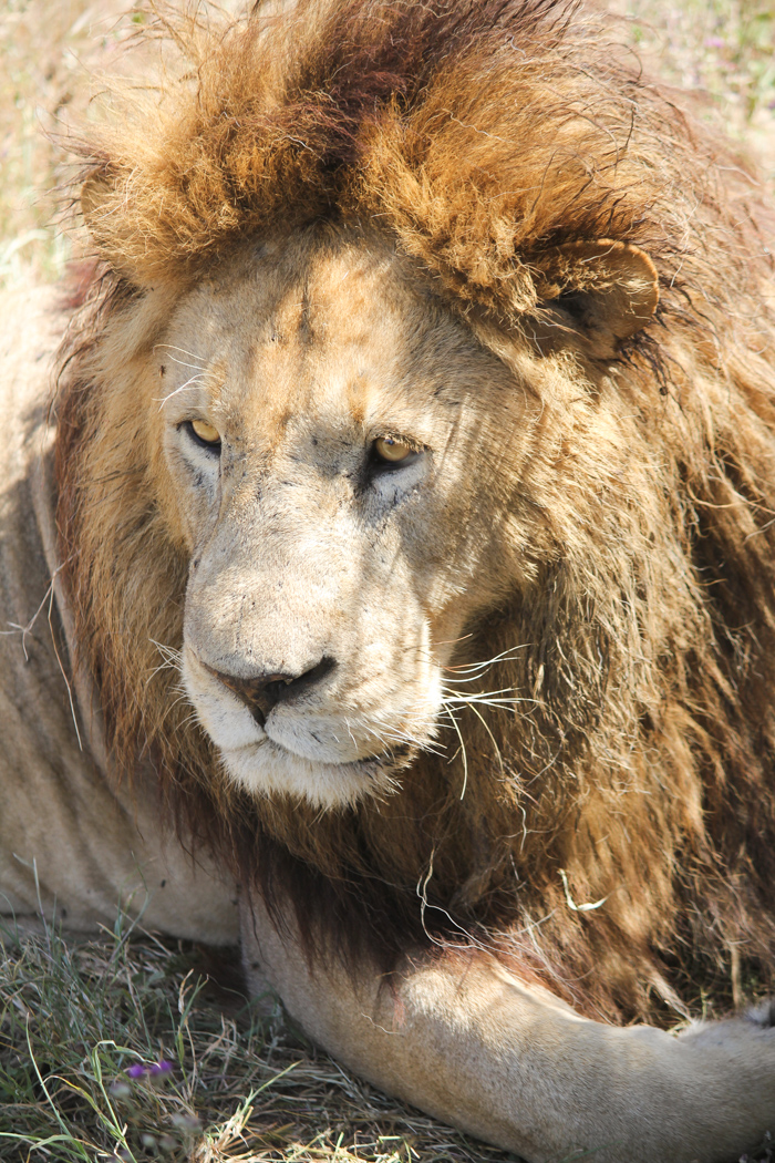 Safari cratère N'Gorongoro - Tanzanie