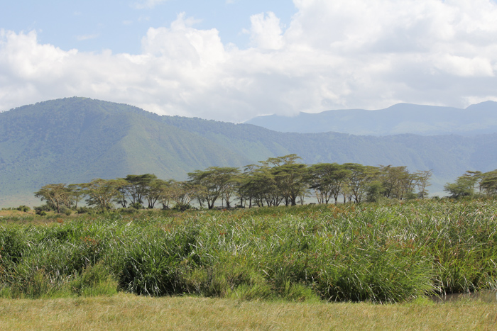 Safari cratère N'Gorongoro - Tanzanie