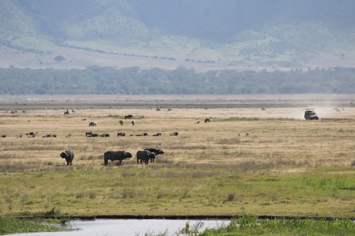 Safari cratère N'Gorongoro - Tanzanie