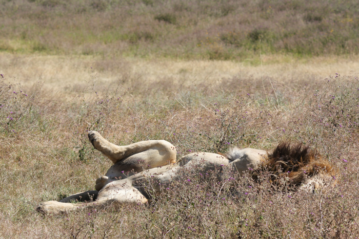 Safari cratère N'Gorongoro - Tanzanie