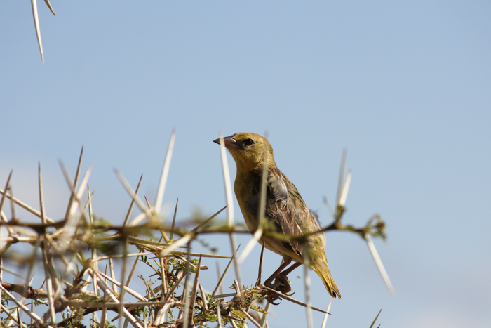 Safari cratère N'Gorongoro - Tanzanie