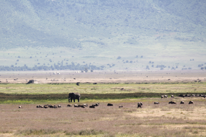 Safari cratère N'Gorongoro - Tanzanie