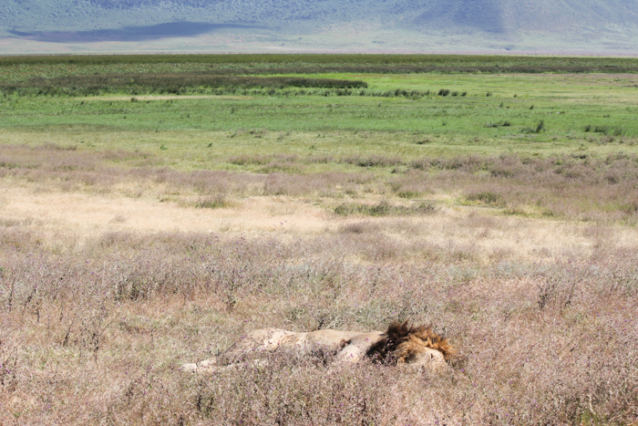 Safari cratère N'Gorongoro - Tanzanie