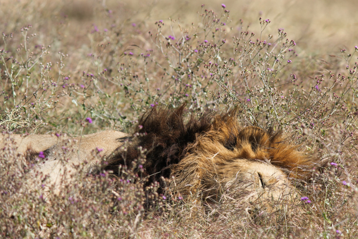 Safari cratère N'Gorongoro - Tanzanie