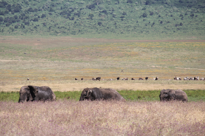 Safari cratère N'Gorongoro - Tanzanie