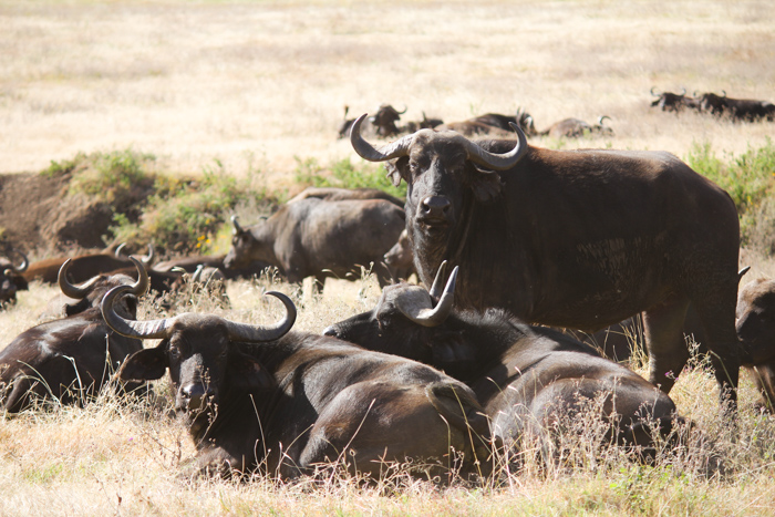 Safari cratère N'Gorongoro - Tanzanie