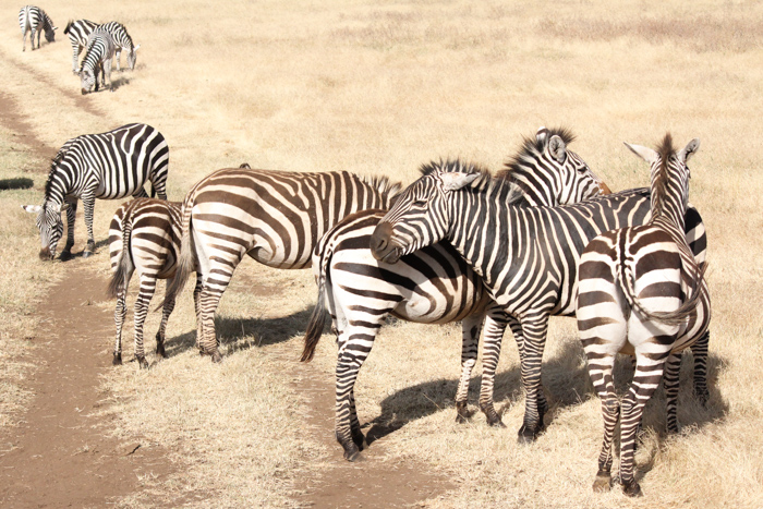 Safari cratère N'Gorongoro - Tanzanie