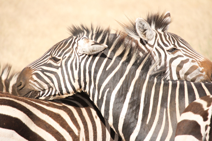 Safari cratère N'Gorongoro - Tanzanie