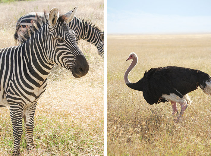 Safari cratère N'Gorongoro - Tanzanie