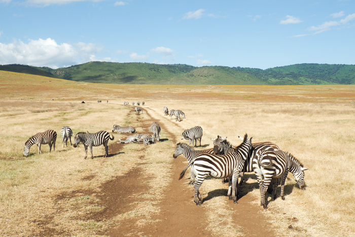 Safari cratère N'Gorongoro - Tanzanie