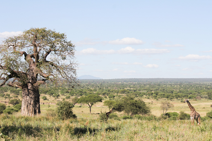 Safari Tarangire Tanzanie