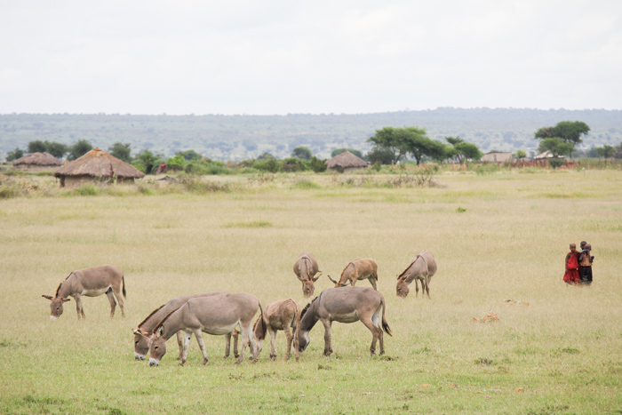 Tanzanie