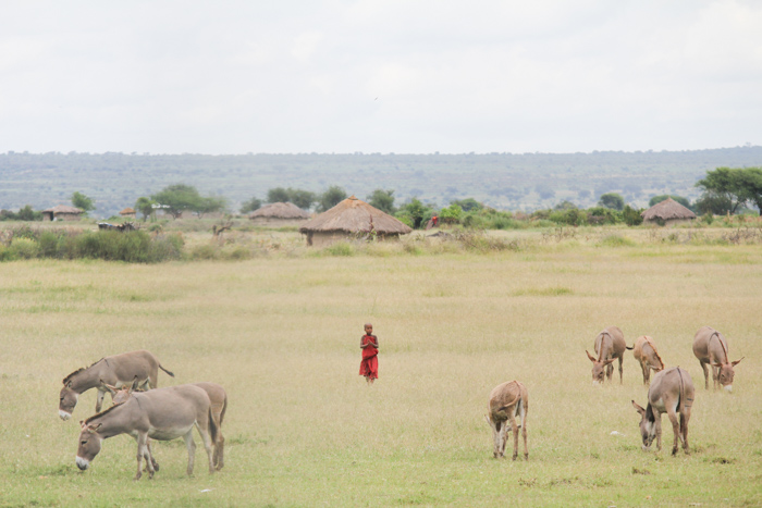 Safari Tarangire Tanzanie
