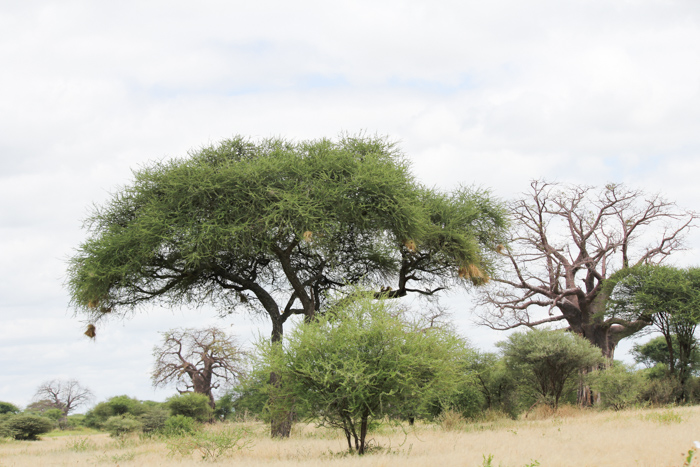 Safari Tarangire Tanzanie