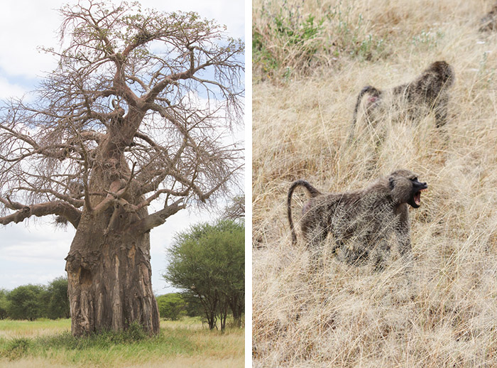 Safari Tarangire Tanzanie