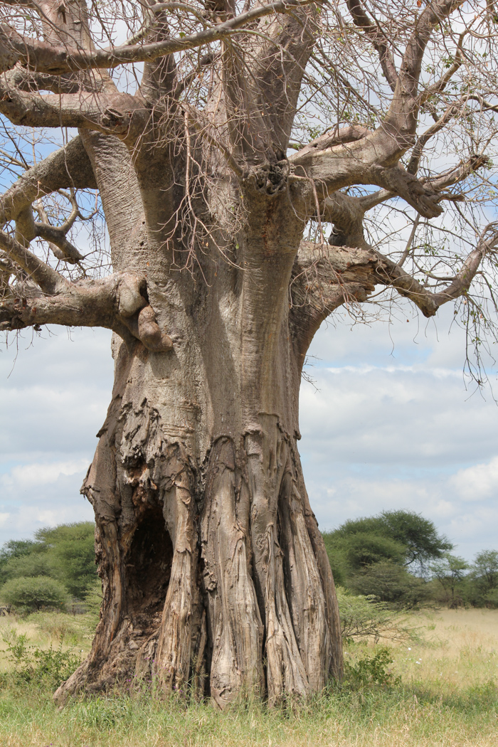 Safari Tarangire Tanzanie