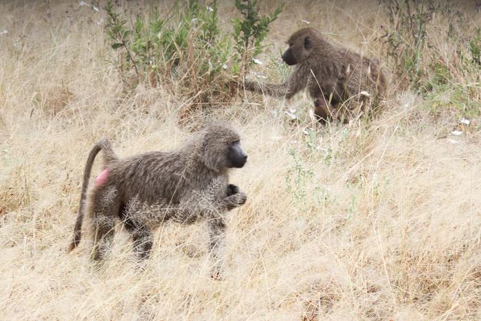 Safari Tarangire Tanzanie