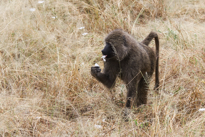 Safari Tarangire Tanzanie