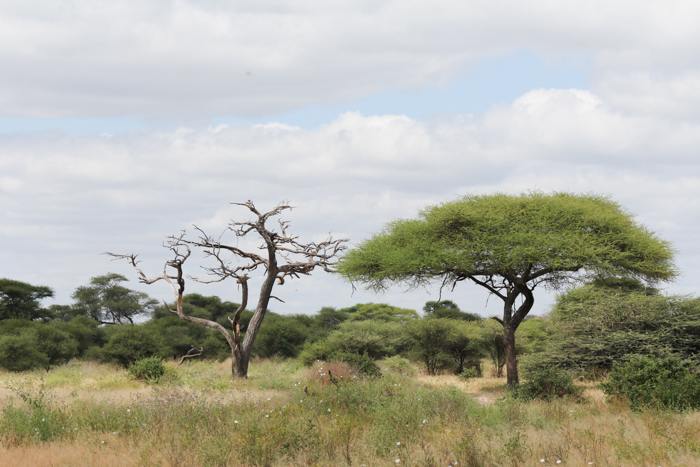 Safari Tarangire Tanzanie