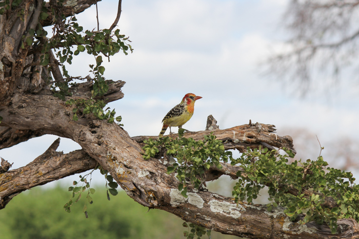 Safari Tarangire Tanzanie