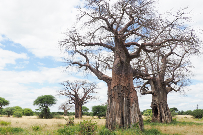 Safari Tarangire Tanzanie