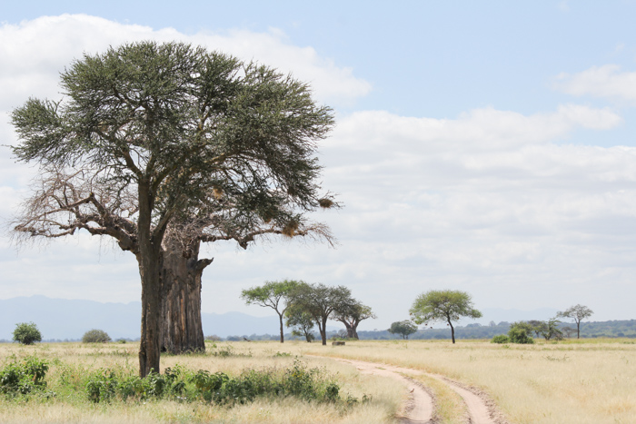 Safari Tarangire Tanzanie