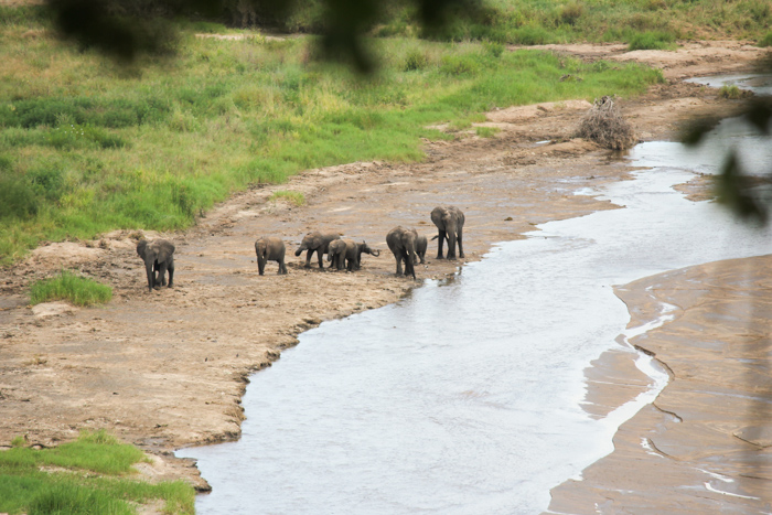 Safari Tarangire Tanzanie