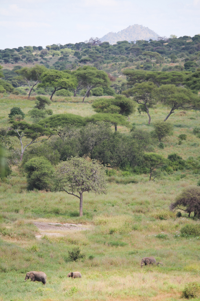 Safari Tarangire Tanzanie