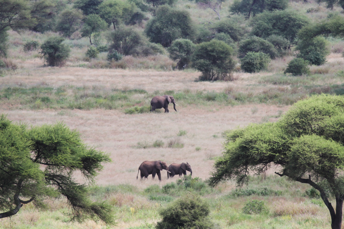 Safari Tarangire Tanzanie