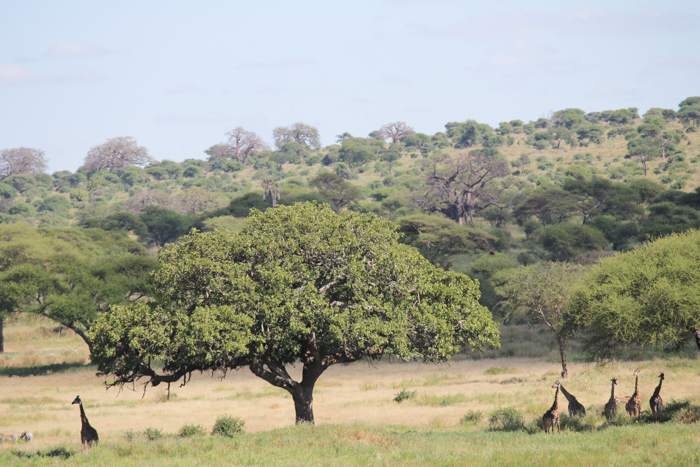 Safari Tarangire Tanzanie