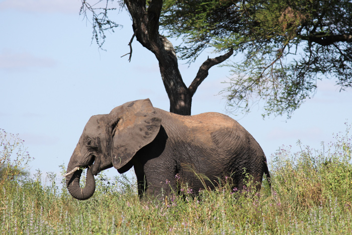 Safari Tarangire Tanzanie