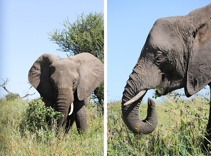 Safari Tarangire Tanzanie