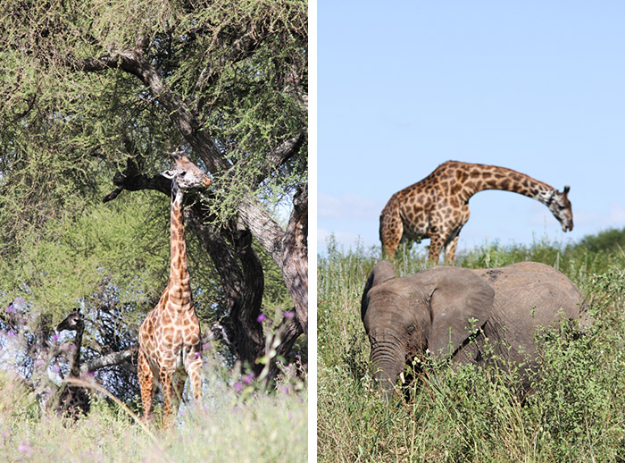 Safari Tarangire Tanzanie