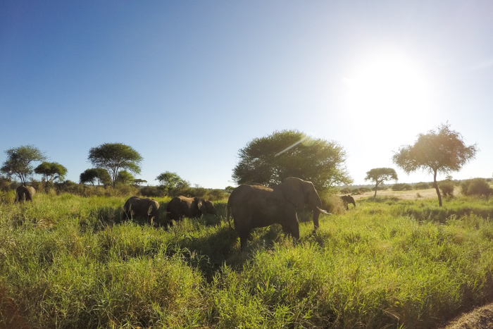 Safari Tarangire Tanzanie