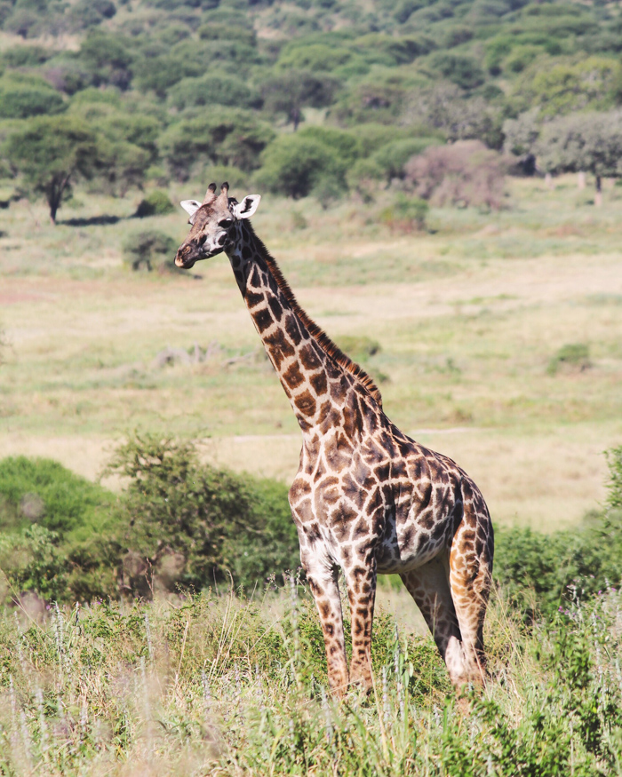 Safari Tarangire Tanzanie