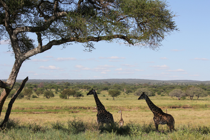 Safari Tarangire Tanzanie