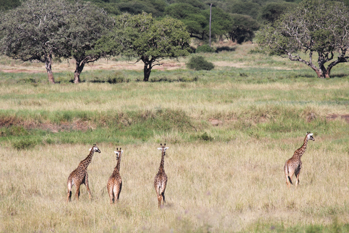 Safari Tarangire Tanzanie