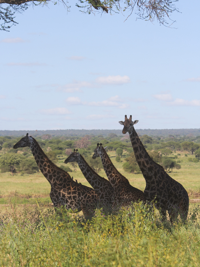 Safari Tarangire Tanzanie