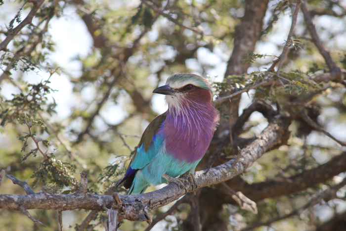 Safari Tarangire Tanzanie