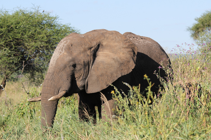 Safari Tarangire Tanzanie