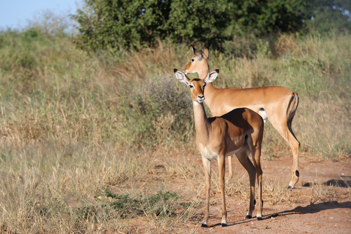 Safari Tarangire Tanzanie