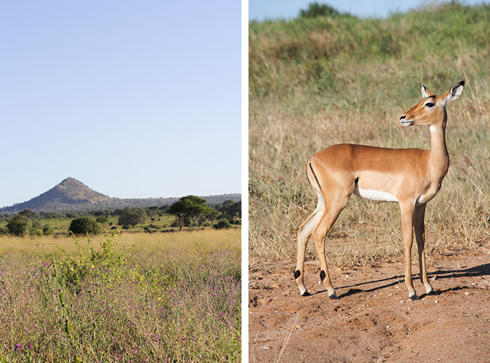 Safari Tarangire Tanzanie