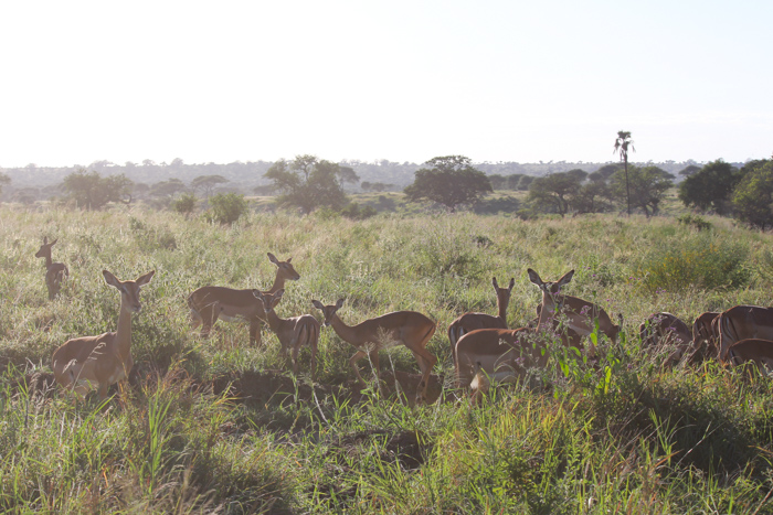 Safari Tarangire Tanzanie