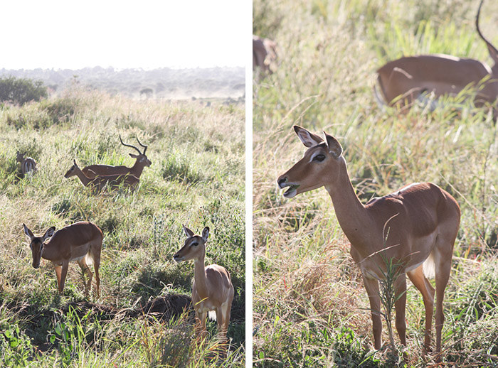 Safari Tarangire Tanzanie