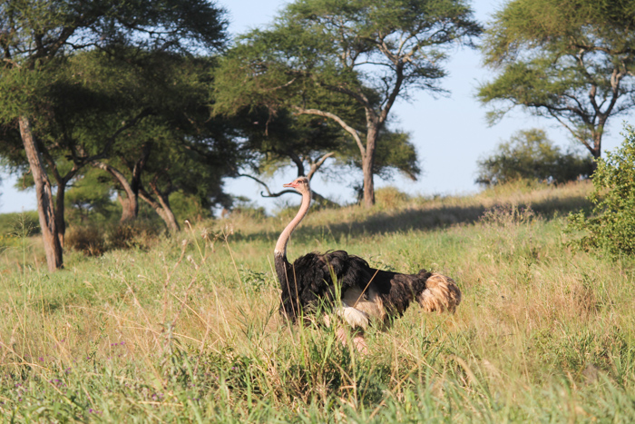 Safari Tarangire Tanzanie